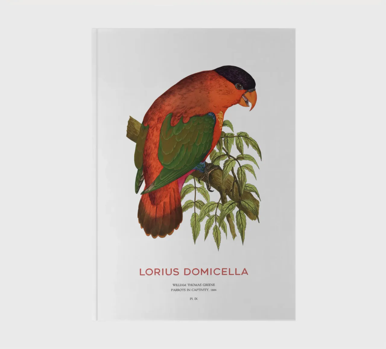 Lorius domicella ou lori à nuque violette carnet de notes de Vintagrafica