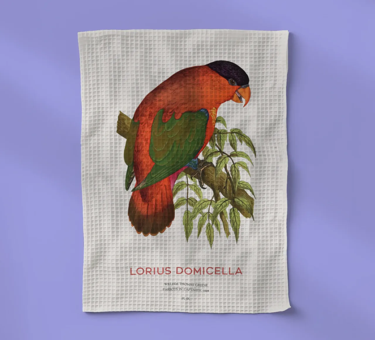 Lorius domicella ou lori à nuque violette torchon de Vintagrafica