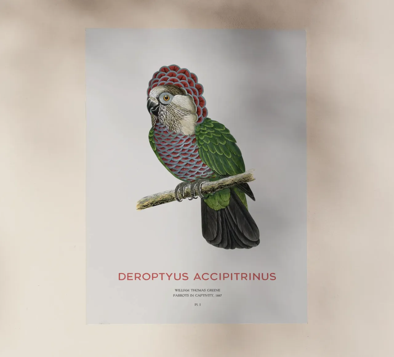 Red-fan parrot or Deroptyus accipitrinus backlit film by Vintagrafica
