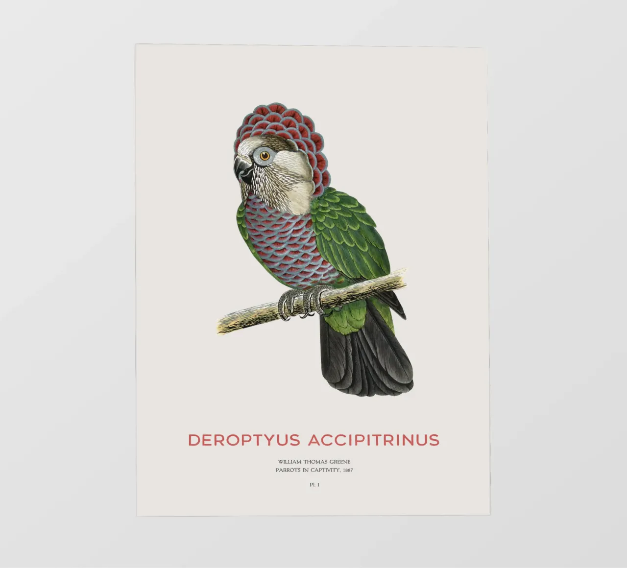 Red-fan parrot or Deroptyus accipitrinus backlit film by Vintagrafica