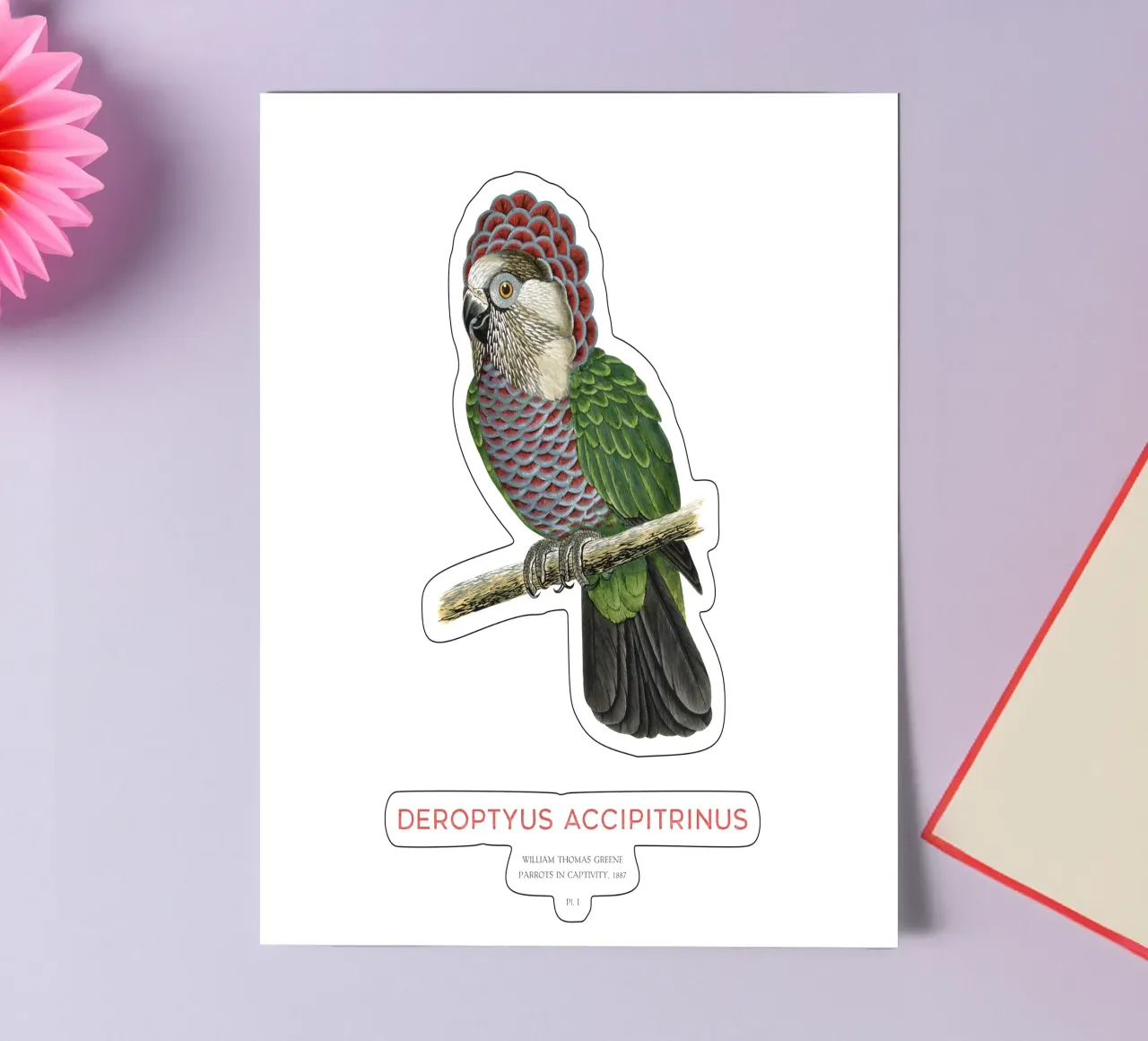 Rotfächerpapagei oder Deroptyus accipitrinus Stickerbogen von Vintagrafica