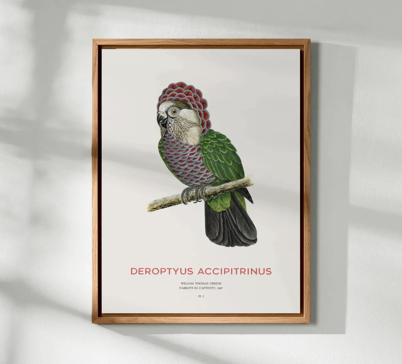 Rotfächerpapagei oder Deroptyus accipitrinus Forex-Platte von Vintagrafica