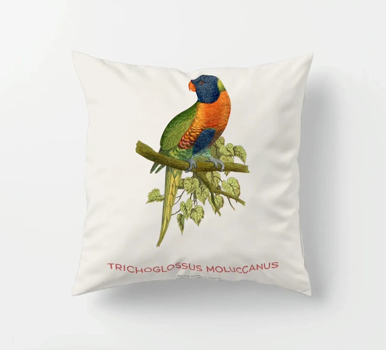 Lorichetto arcobaleno o Trichoglossus moluccanus cuscino da Vintagrafica