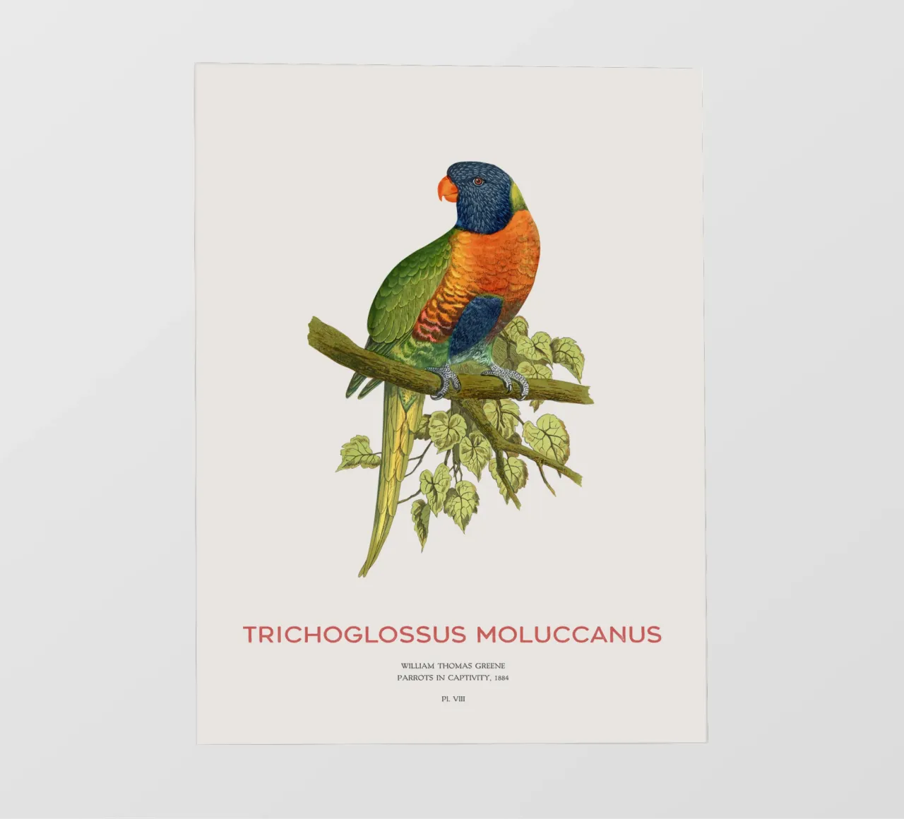 Lorichetto arcobaleno o Trichoglossus moluccanus telo in pvc da Vintagrafica