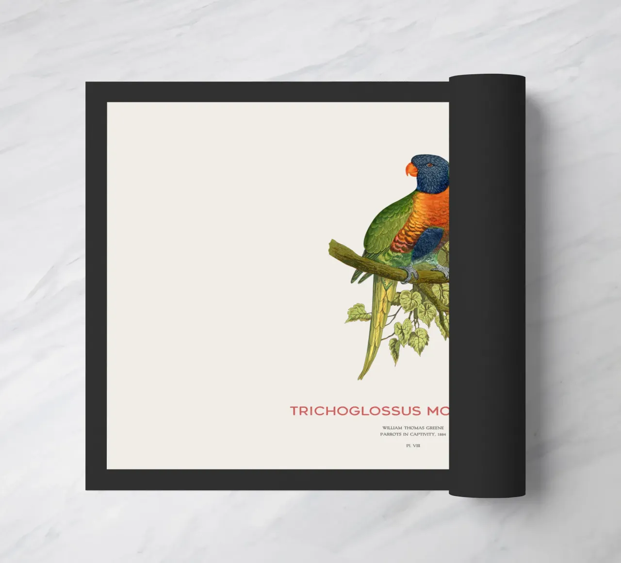 Lorichetto arcobaleno o Trichoglossus moluccanus zerbino da Vintagrafica