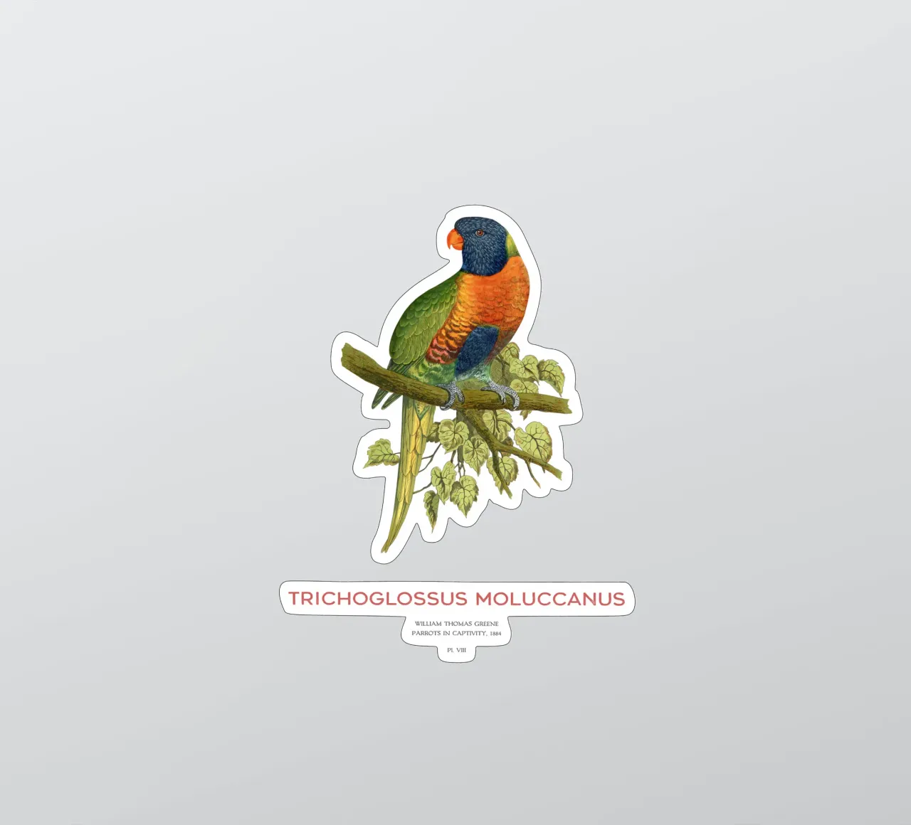 Regenbogenlori oder Trichoglossus moluccanus Sticker von Vintagrafica