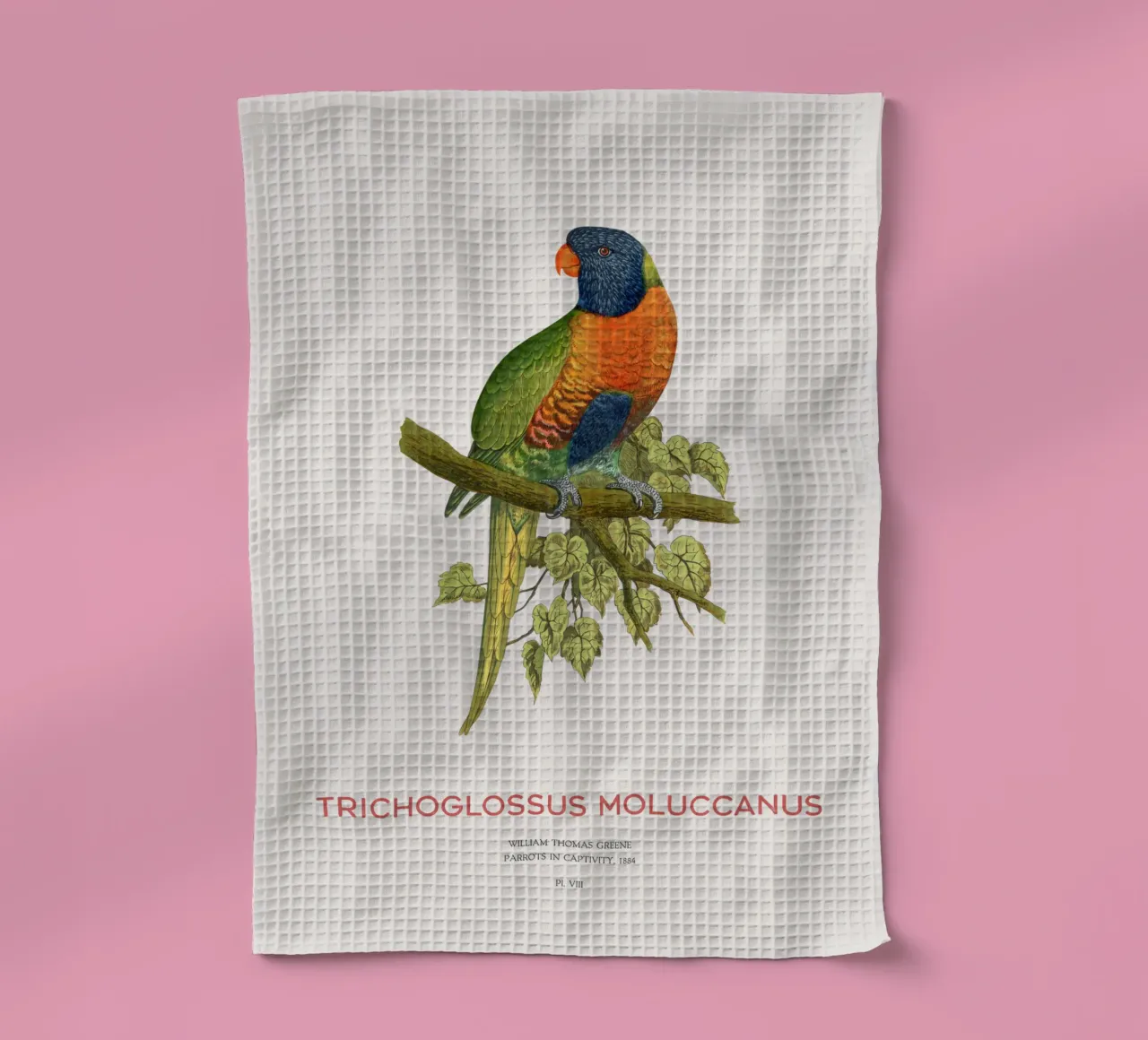 Lorichetto arcobaleno o Trichoglossus moluccanus canovaccio da cucina da Vintagrafica