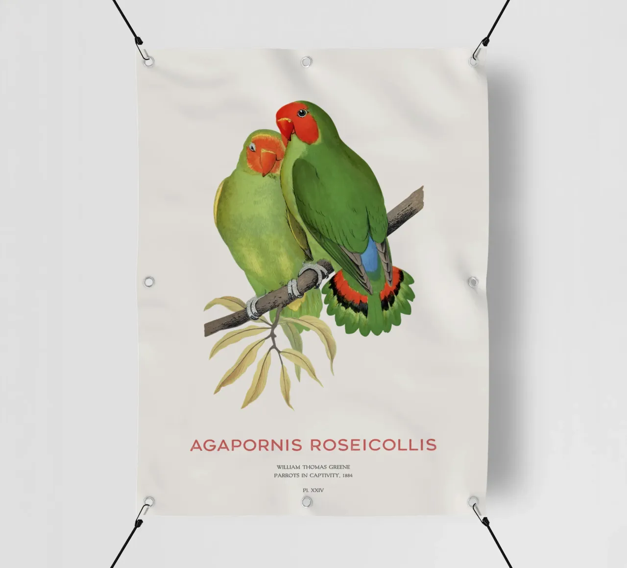 Inseparabile roseo o Agapornis roseicollis telo in pvc da Vintagrafica