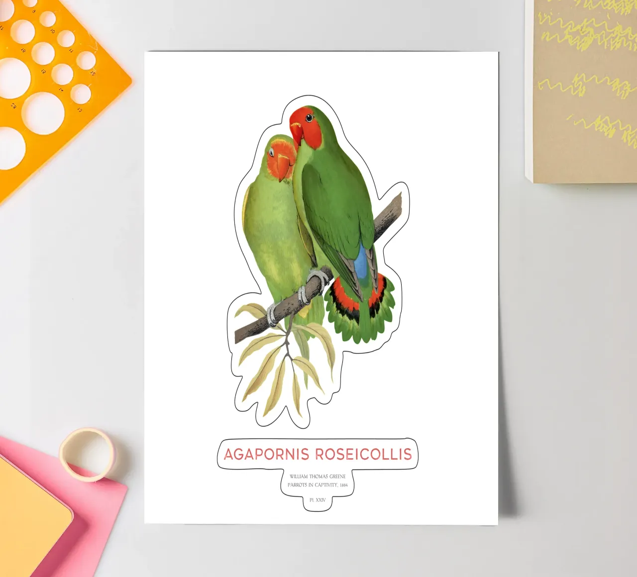 Rosenköpfiger Unzertrennlicher oder Agapornis roseicollis Stickerbogen von Vintagrafica