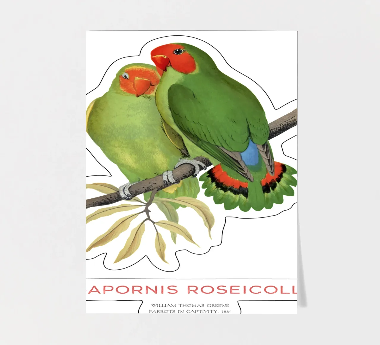 Rosenköpfiger Unzertrennlicher oder Agapornis roseicollis Stickerbogen von Vintagrafica