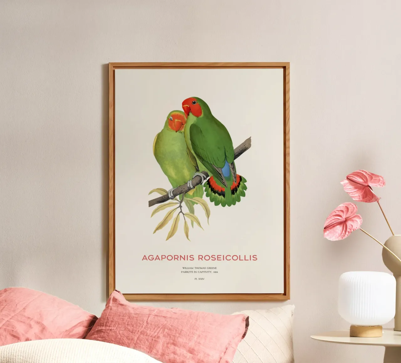 Rosenköpfiger Unzertrennlicher oder Agapornis roseicollis Forex-Platte von Vintagrafica