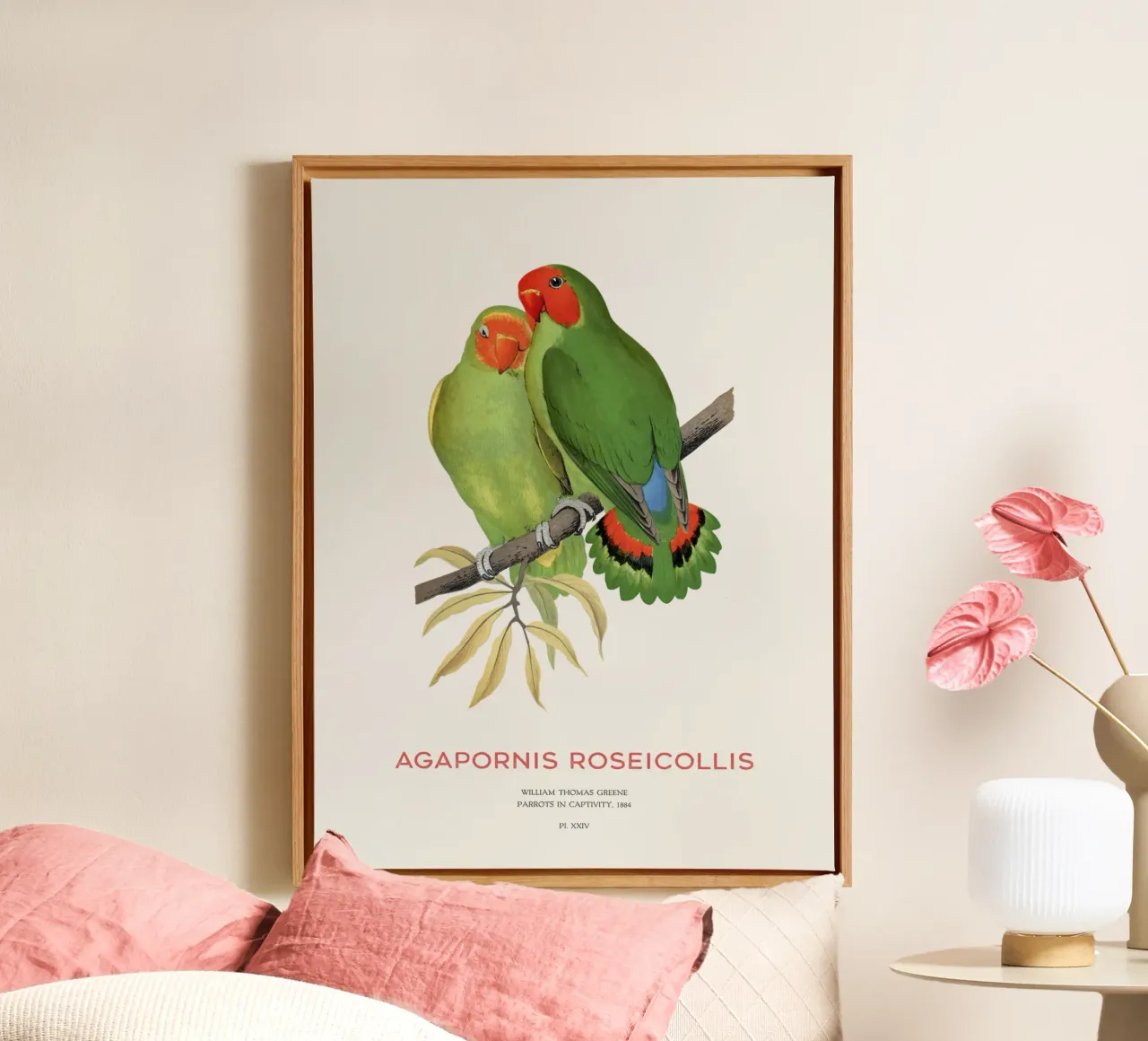 Rosenköpfiger Unzertrennlicher oder Agapornis roseicollis Leinwand mit Schattenfugenrahmen von Vintagrafica