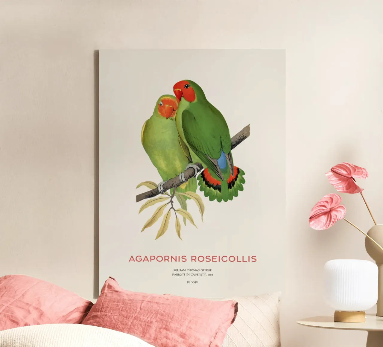 Rosenköpfiger Unzertrennlicher oder Agapornis roseicollis Leinwand mit Schattenfugenrahmen von Vintagrafica