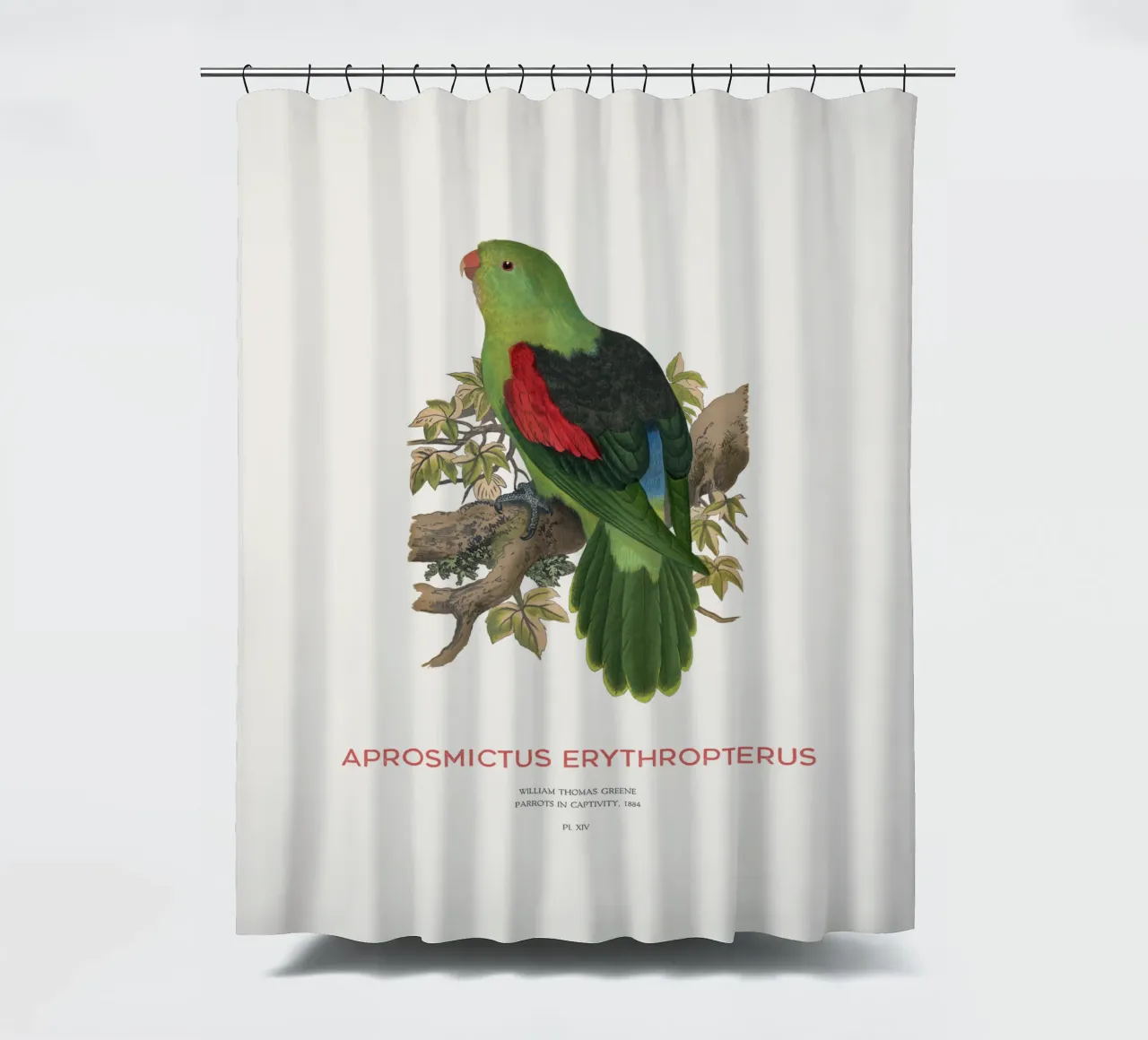 Rotflügelsittich oder Aprosmictus erythropterus Duschvorhang von Vintagrafica