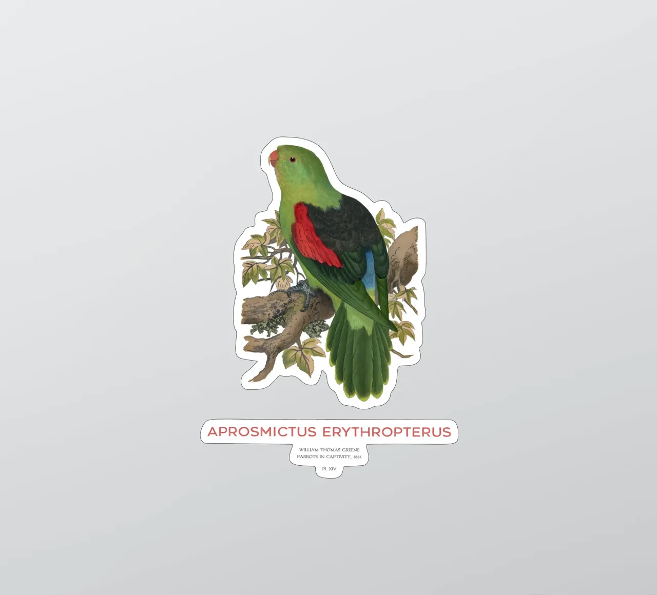 Rotflügelsittich oder Aprosmictus erythropterus Sticker von Vintagrafica