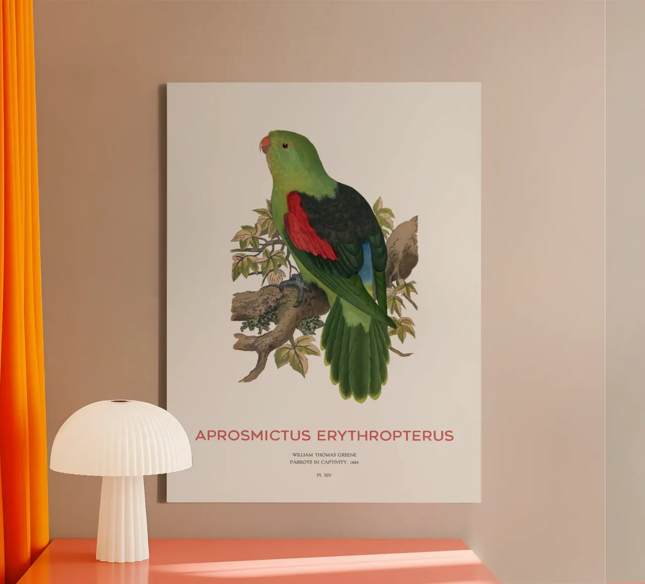 Rotflügelsittich oder Aprosmictus erythropterus Leinwand von Vintagrafica