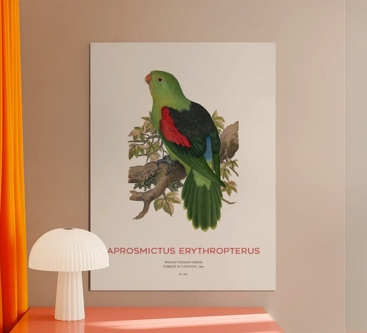Rotflügelsittich oder Aprosmictus erythropterus Hahnemühle von Vintagrafica