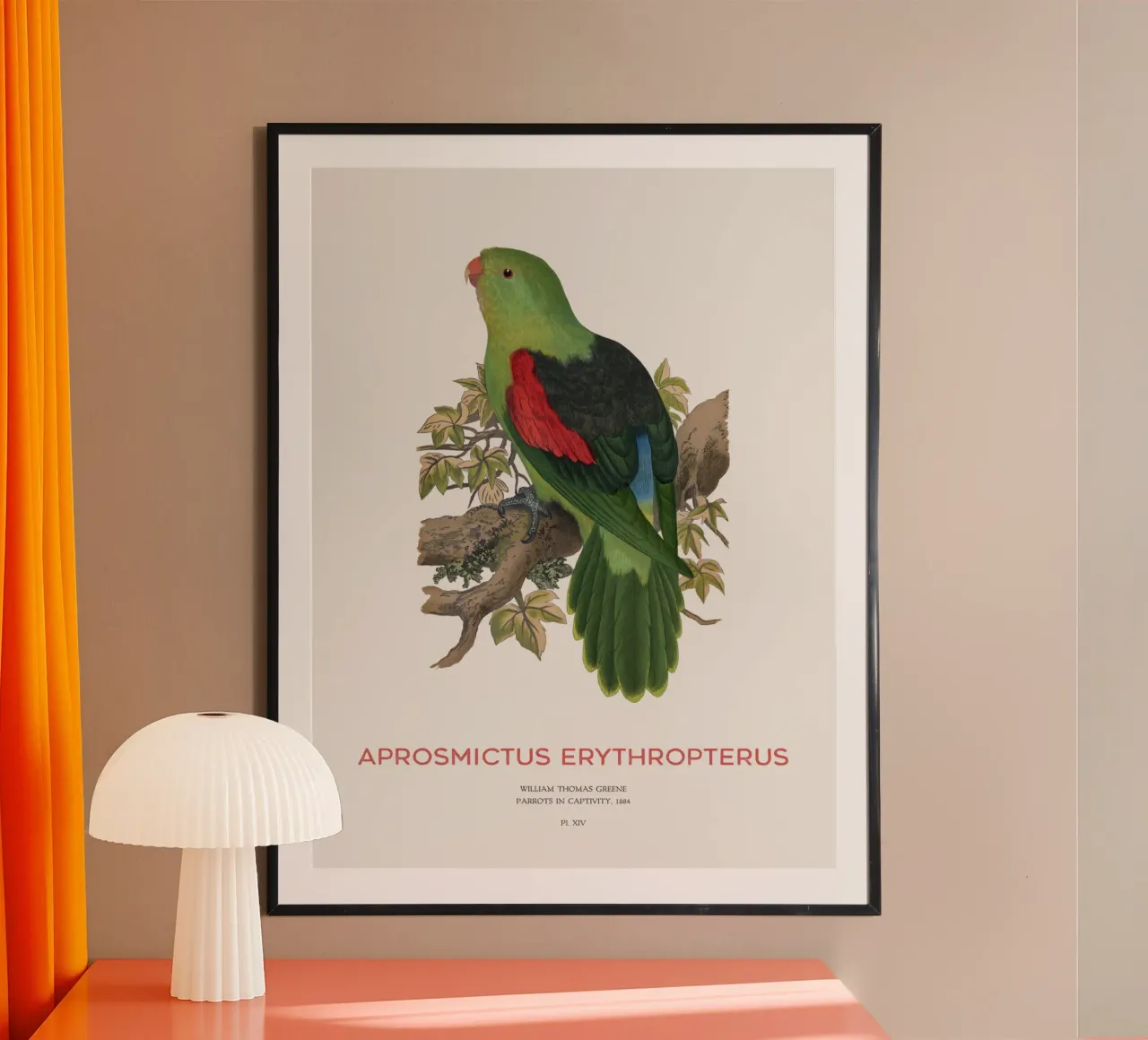 Rotflügelsittich oder Aprosmictus erythropterus Hahnemühle von Vintagrafica