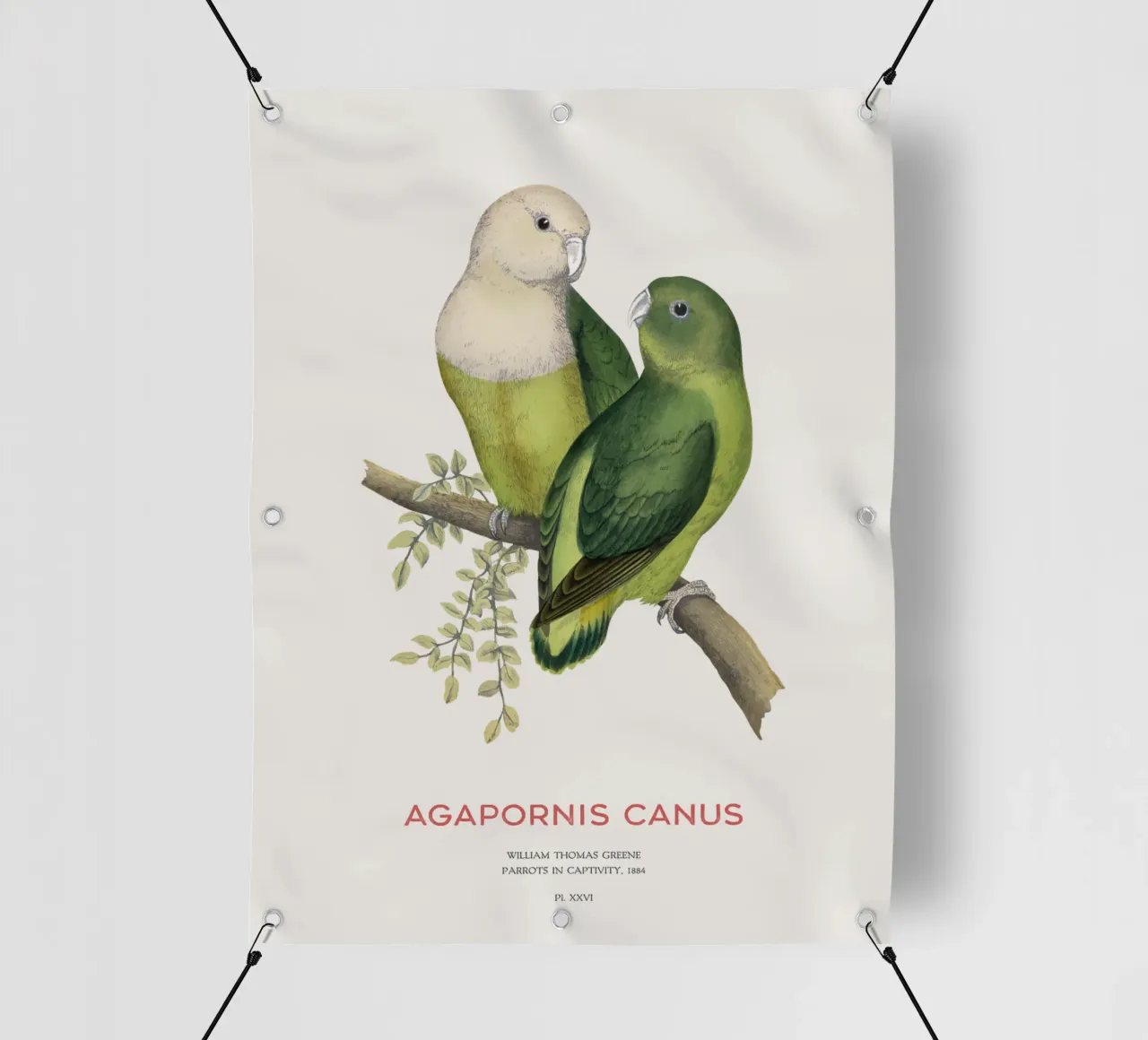 Inseparabile del Madagascar o Agapornis canus telo in pvc da Vintagrafica