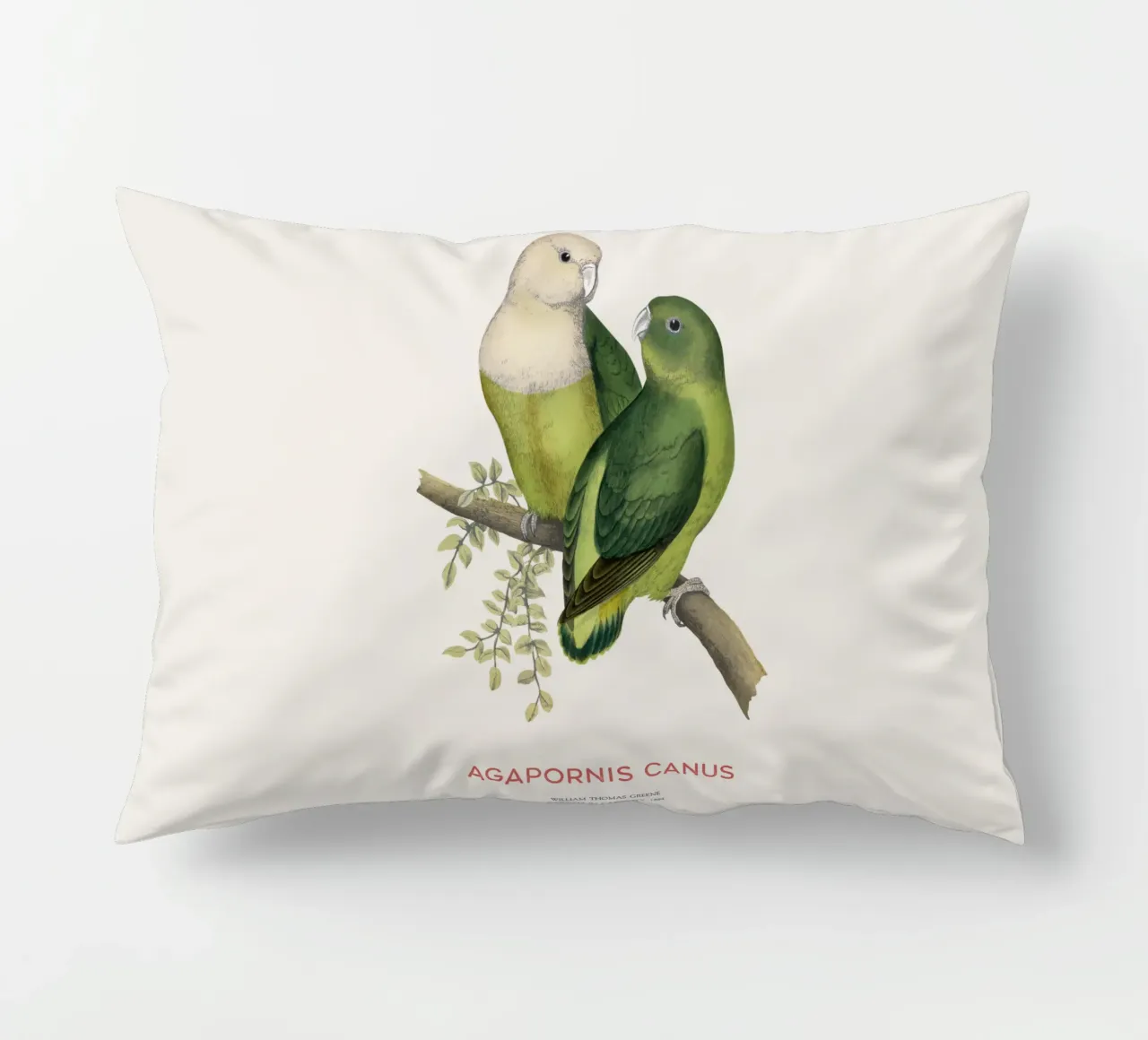 Inseparabile del Madagascar o Agapornis canus cuscino da Vintagrafica