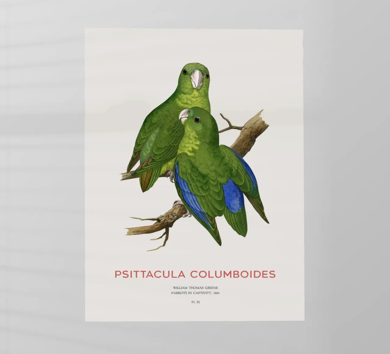 Parrocchetto di Malabar o Psittacula columboides pellicola backlit da Vintagrafica