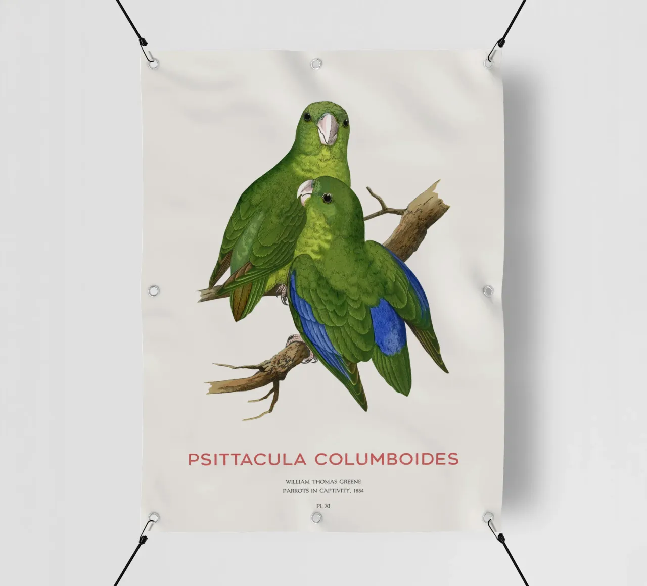 Parrocchetto di Malabar o Psittacula columboides telo in pvc da Vintagrafica