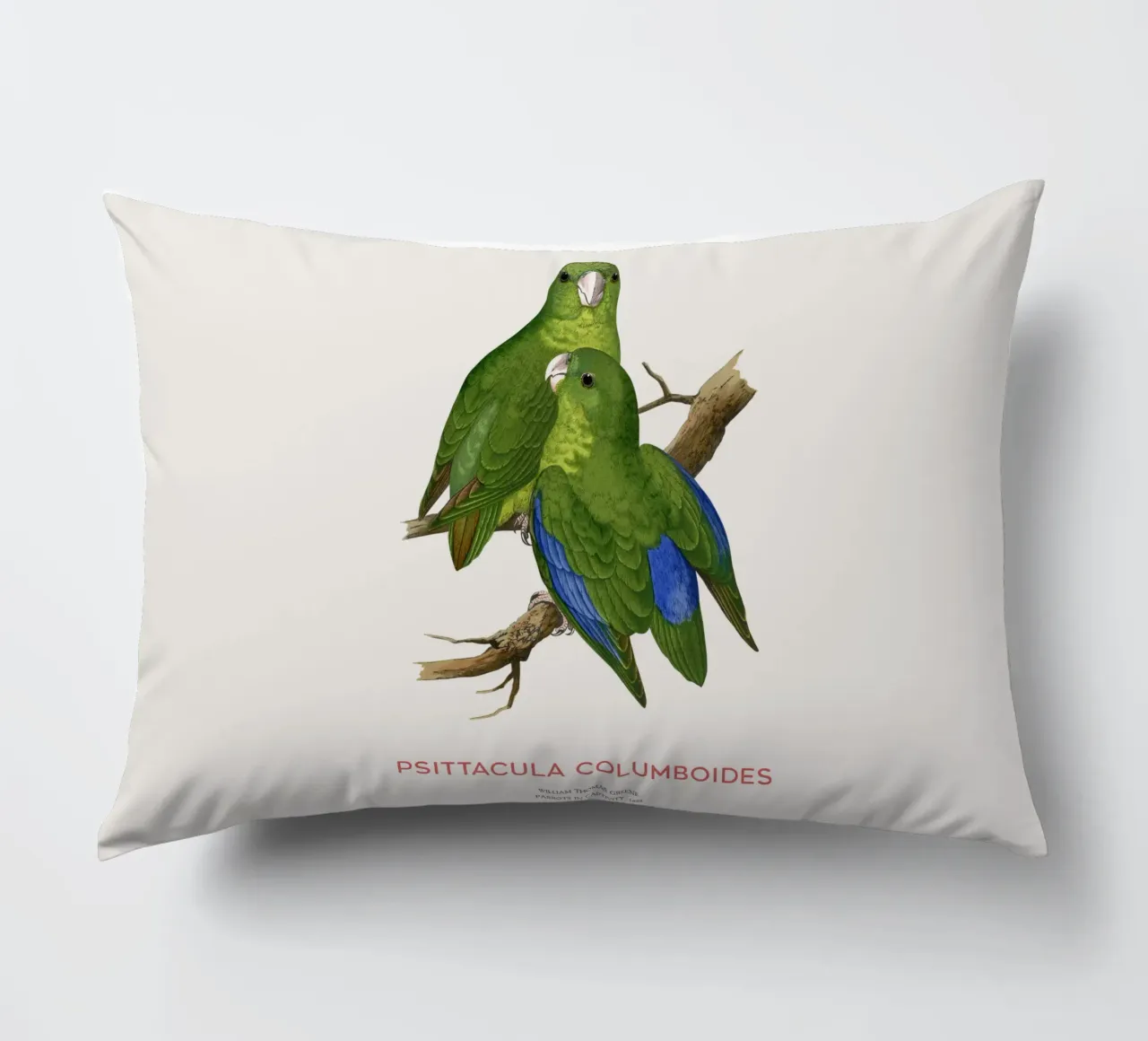 Parrocchetto di Malabar o Psittacula columboides cuscino da Vintagrafica
