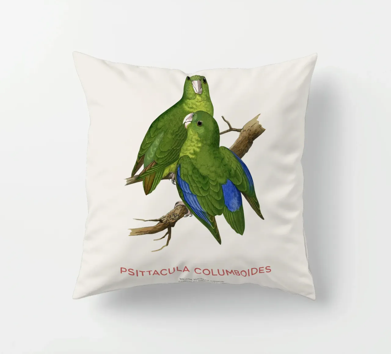 Parrocchetto di Malabar o Psittacula columboides cuscino da Vintagrafica