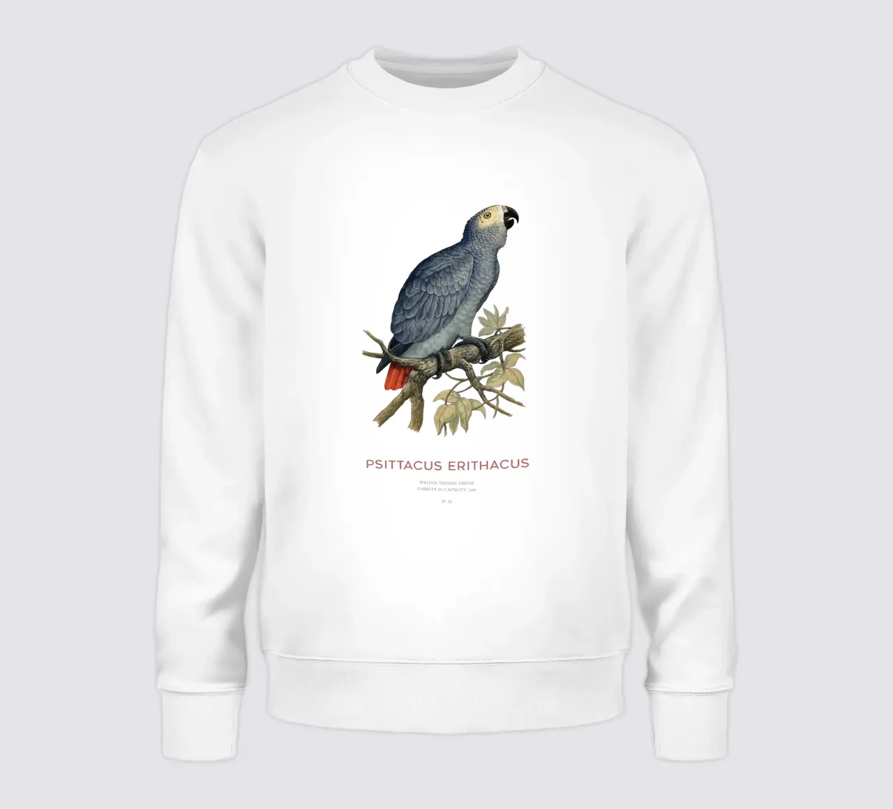 Pappagallo grigio o Psittacus erithacus felpa da Vintagrafica