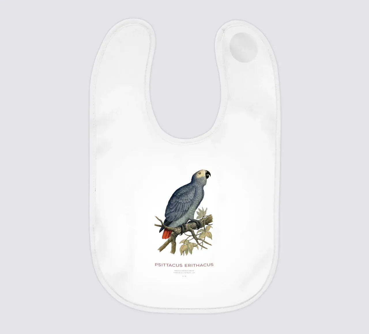 Pappagallo grigio o Psittacus erithacus bavaglino da Vintagrafica