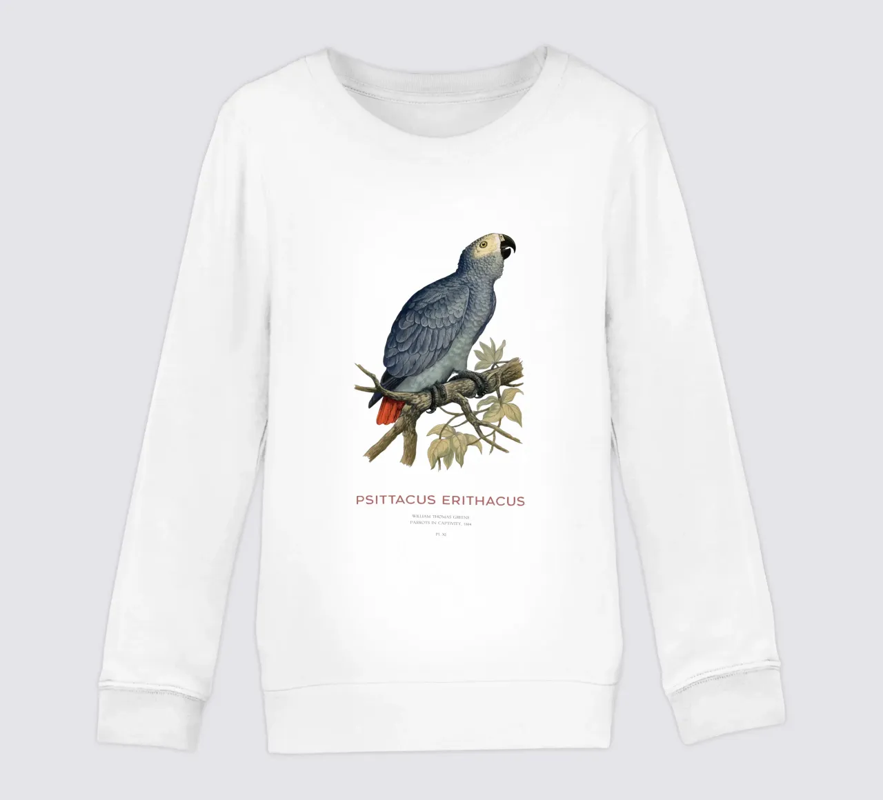 Pappagallo grigio o Psittacus erithacus felpa bambino da Vintagrafica