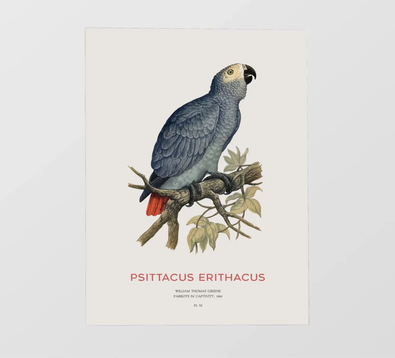 Pappagallo grigio o Psittacus erithacus pellicola backlit da Vintagrafica