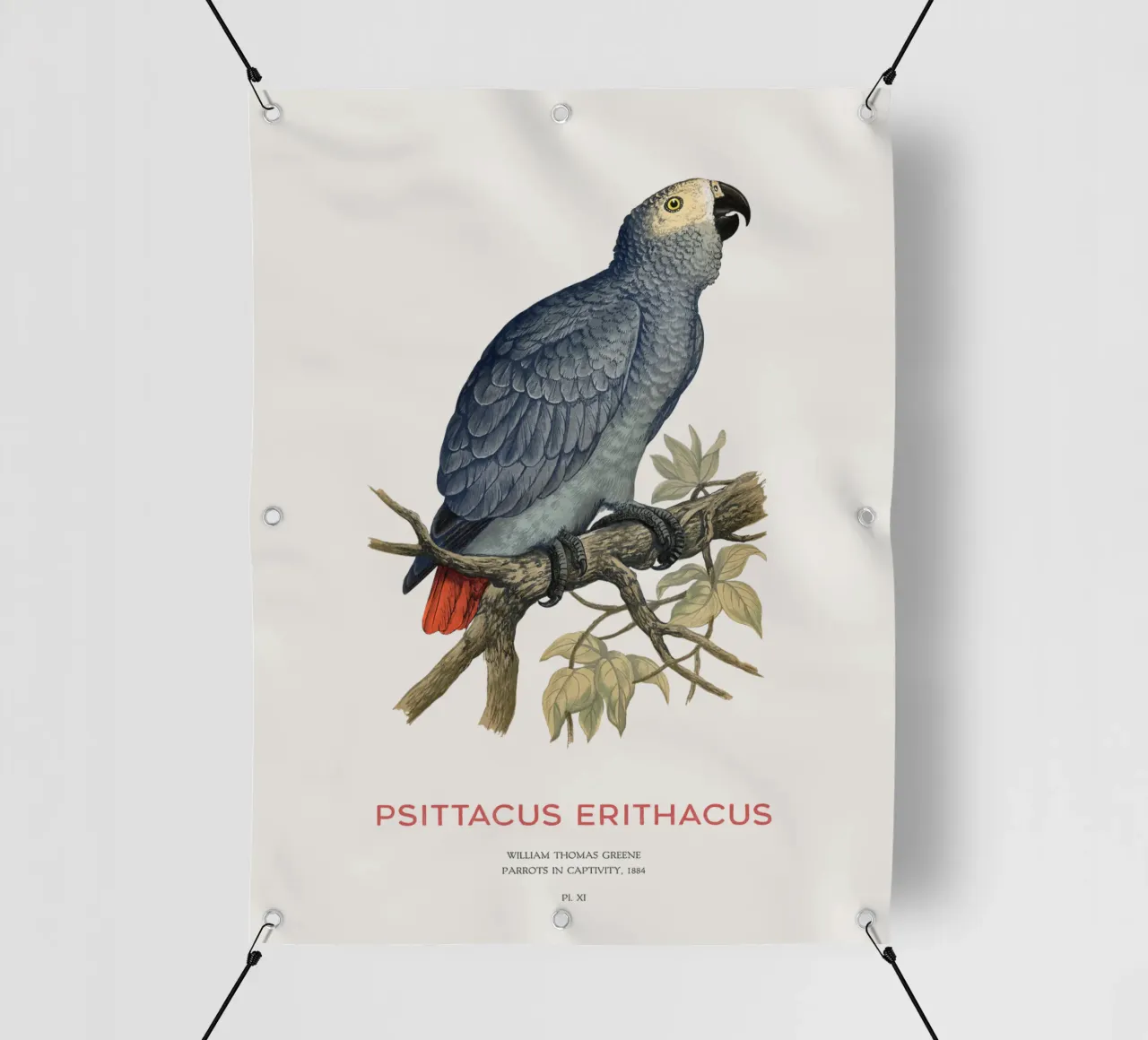 Pappagallo grigio o Psittacus erithacus telo in pvc da Vintagrafica