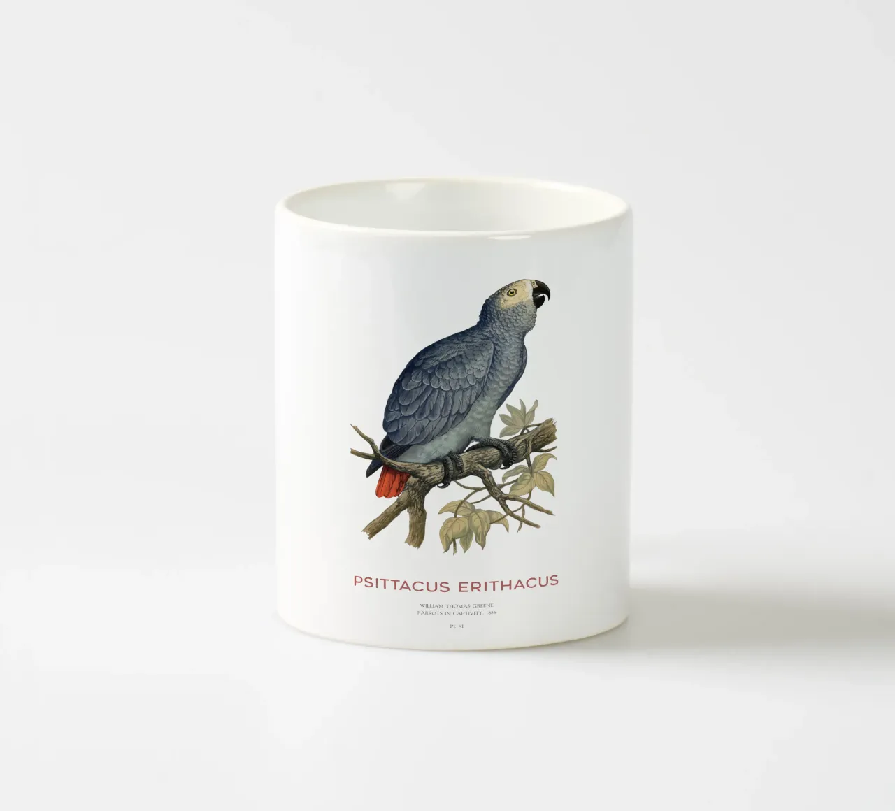 Pappagallo grigio o Psittacus erithacus tazza in ceramica da Vintagrafica