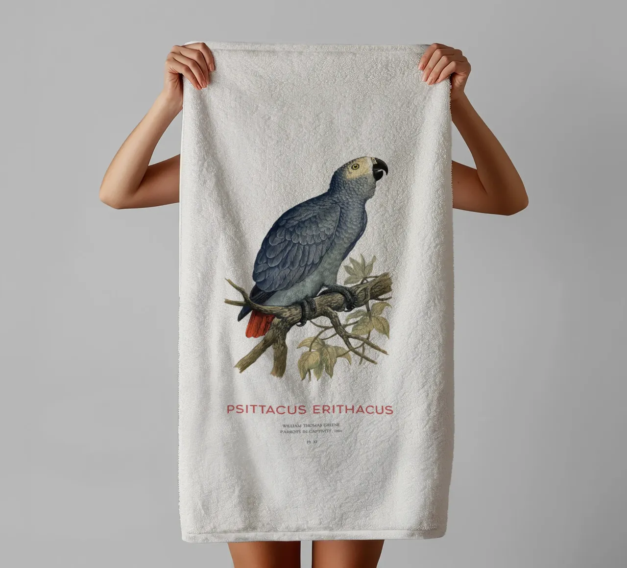 Pappagallo grigio o Psittacus erithacus asciugamano da bagno da Vintagrafica