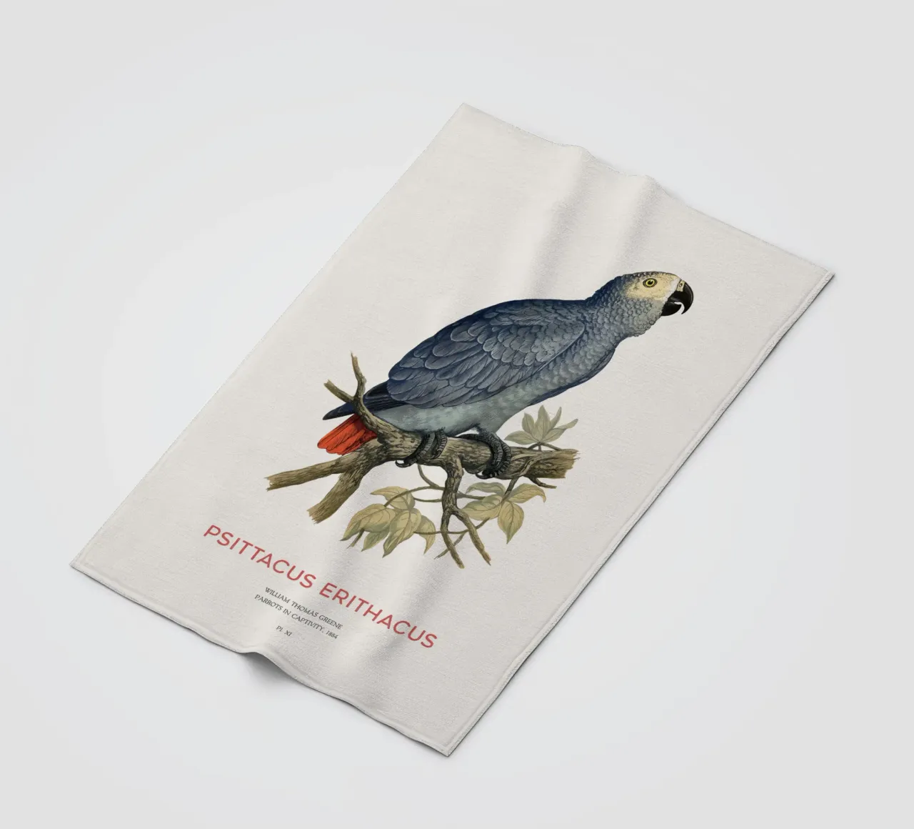 Pappagallo grigio o Psittacus erithacus coperta in pile da Vintagrafica