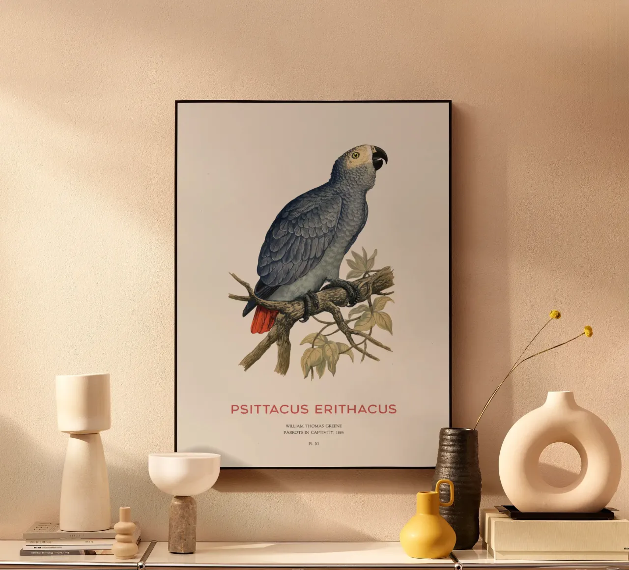Pappagallo grigio o Psittacus erithacus plexiglass da Vintagrafica