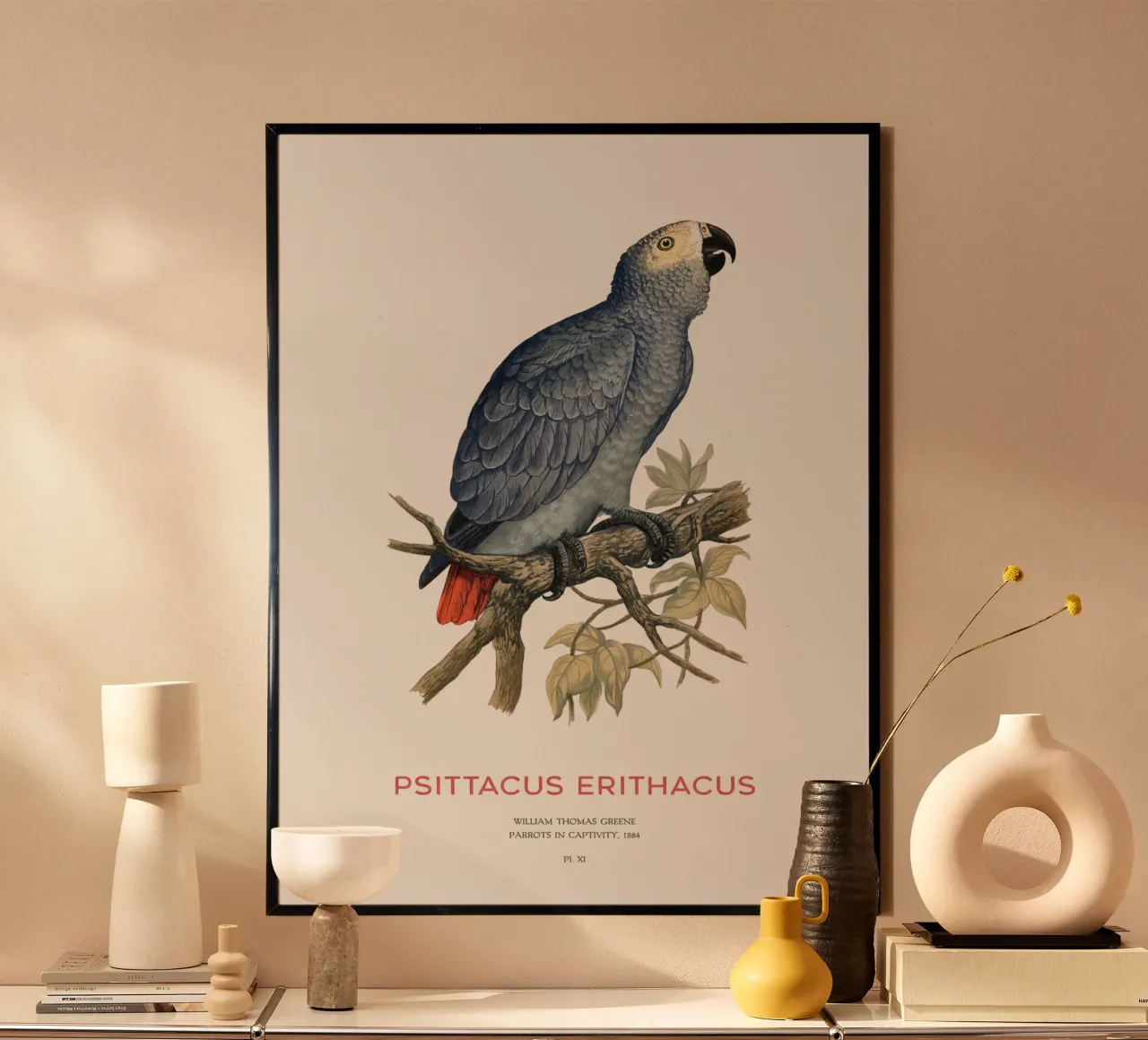 Pappagallo grigio o Psittacus erithacus carta hahnemühle da Vintagrafica