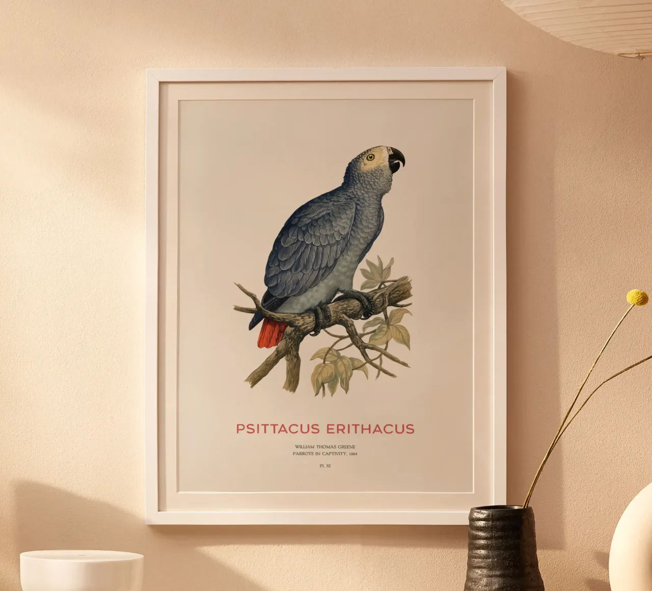 Graupapagei oder Psittacus erithacus Hahnemühle von Vintagrafica