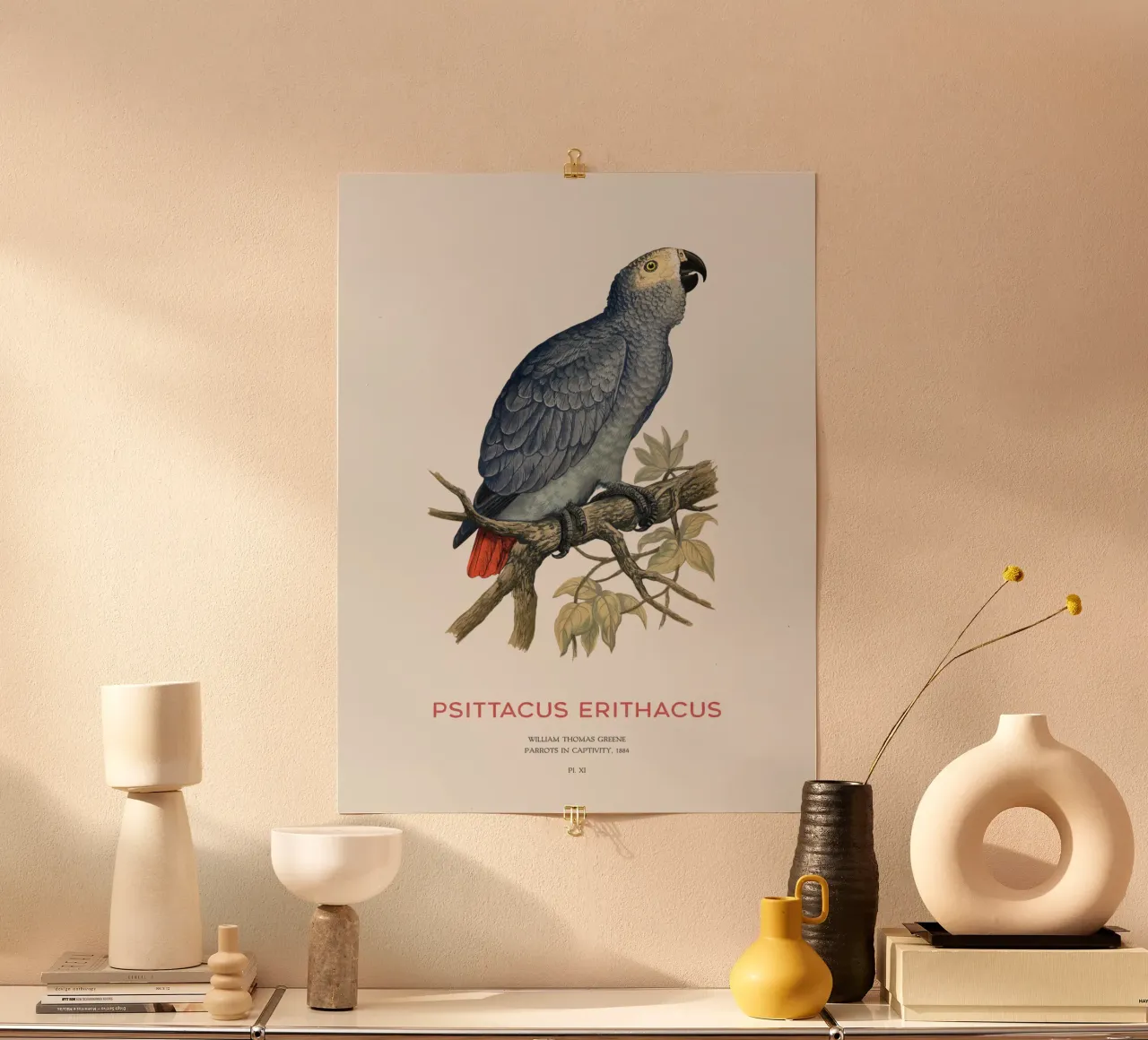 Pappagallo grigio o Psittacus erithacus carta hahnemühle da Vintagrafica