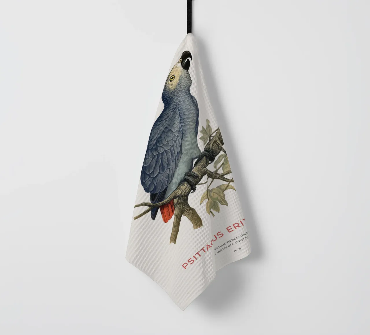 Pappagallo grigio o Psittacus erithacus canovaccio da cucina da Vintagrafica