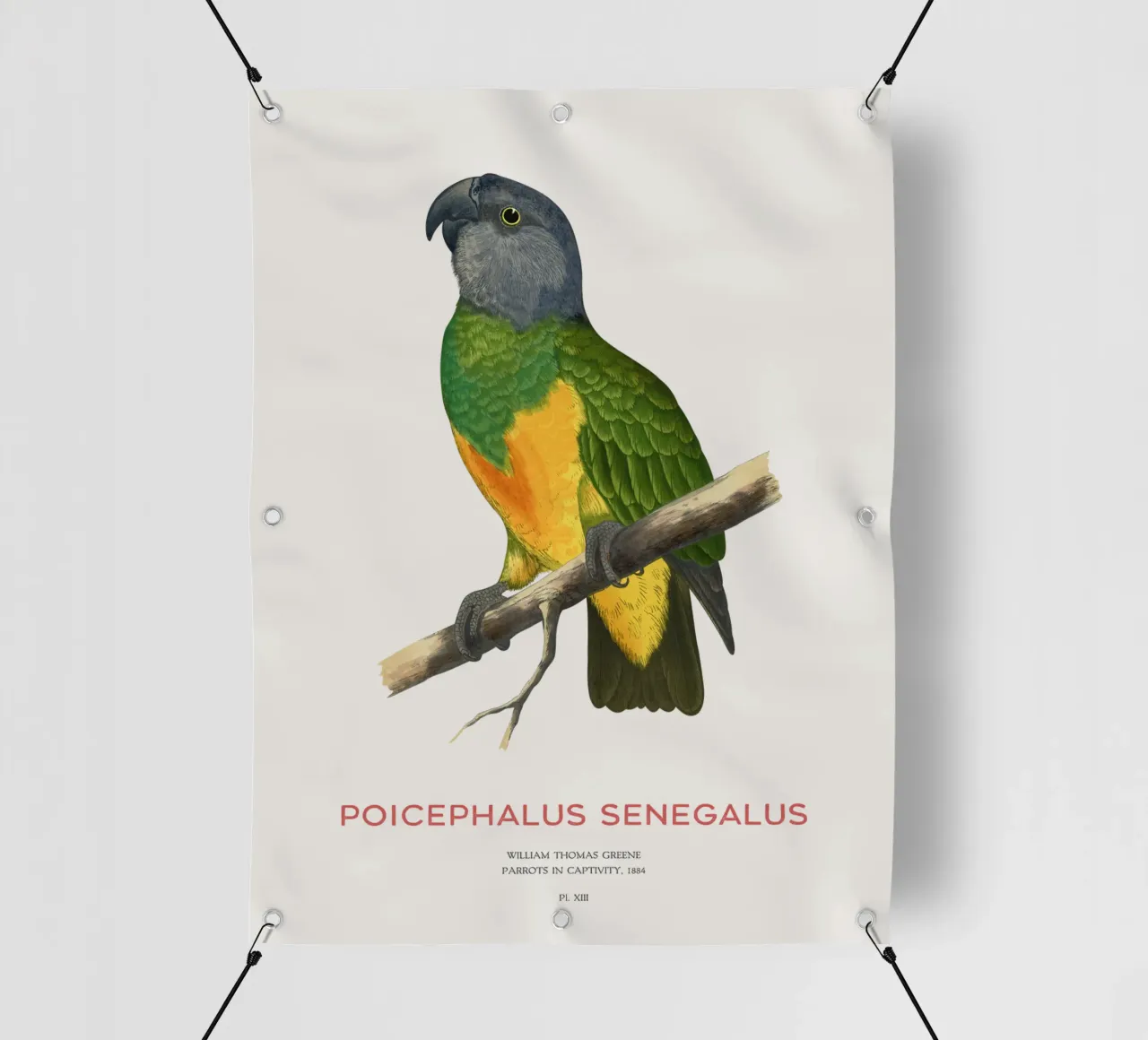 Poicephalus senegalus o pappagallo del Senegal telo in pvc da Vintagrafica