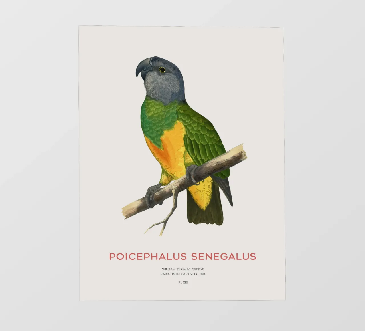 Poicephalus senegalus o pappagallo del Senegal telo in pvc da Vintagrafica