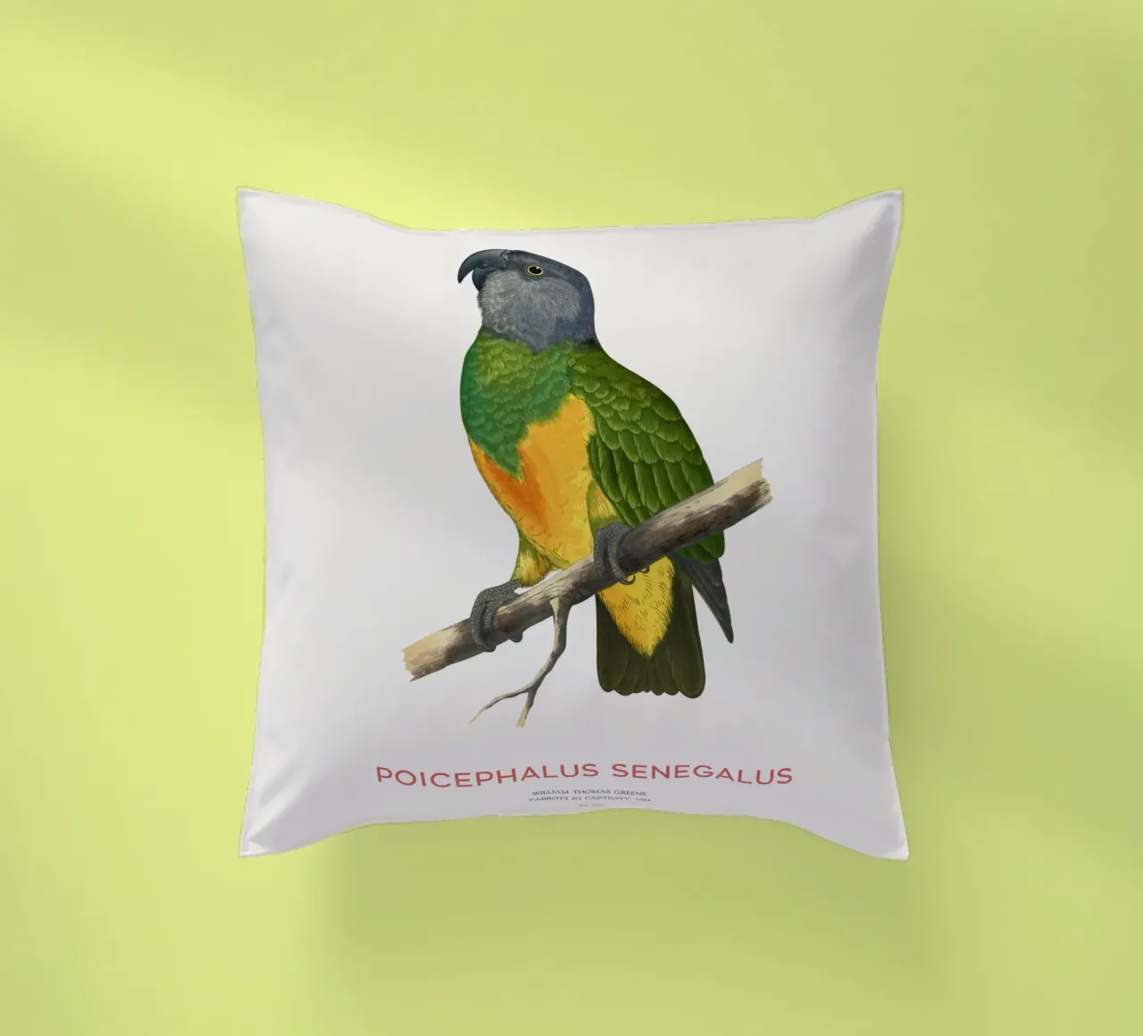 Poicephalus senegalus o pappagallo del Senegal cuscino da Vintagrafica