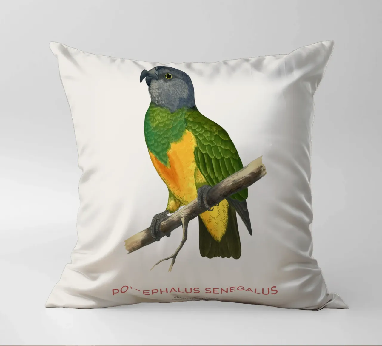 Poicephalus senegalus o pappagallo del Senegal cuscino da Vintagrafica