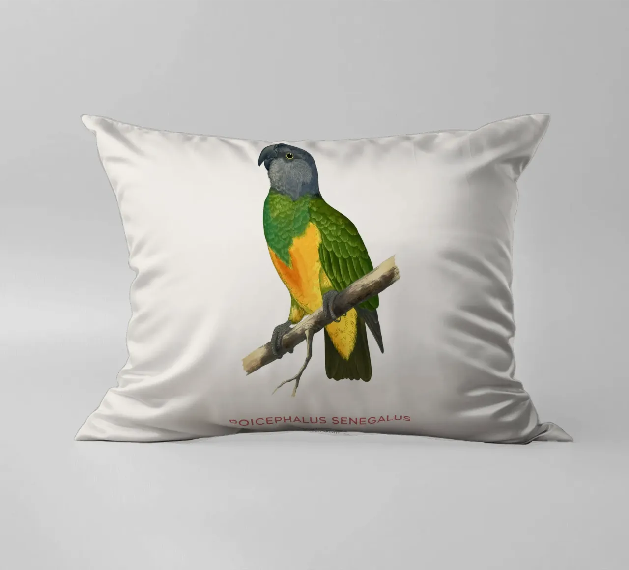 Poicephalus senegalus o pappagallo del Senegal cuscino da Vintagrafica