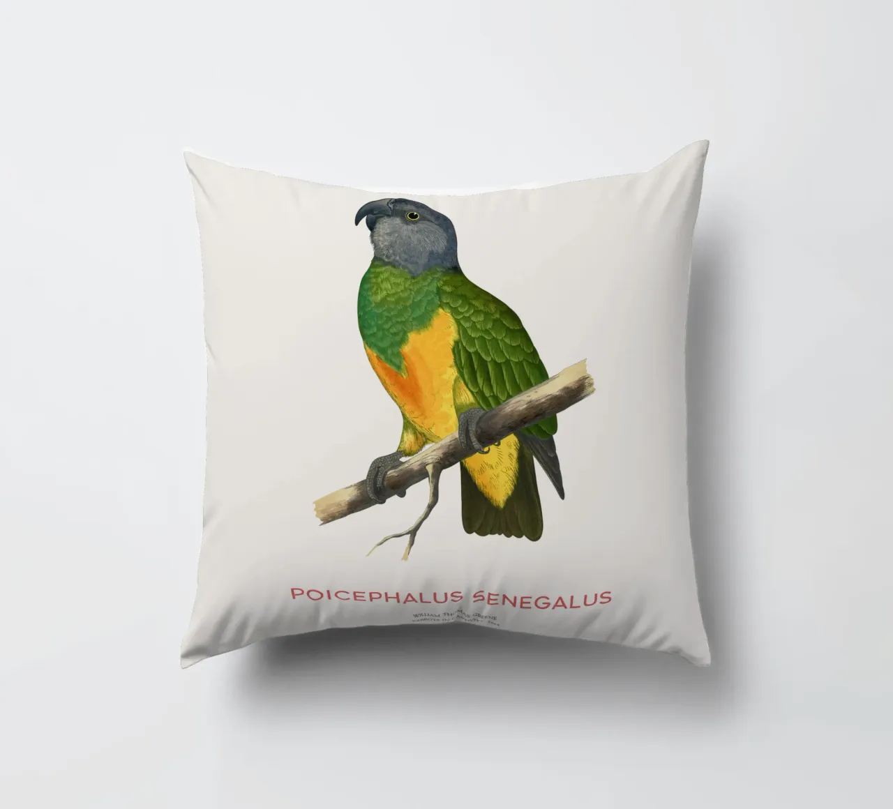 Poicephalus senegalus o pappagallo del Senegal cuscino da Vintagrafica