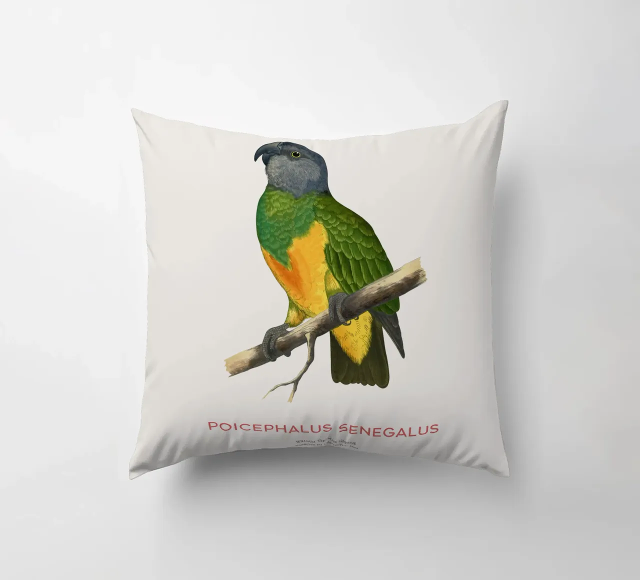 Poicephalus senegalus o pappagallo del Senegal cuscino da Vintagrafica