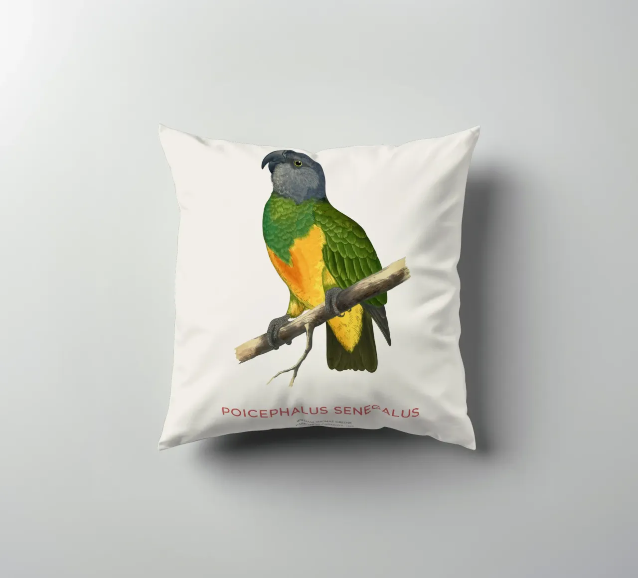 Poicephalus senegalus o pappagallo del Senegal cuscino da Vintagrafica
