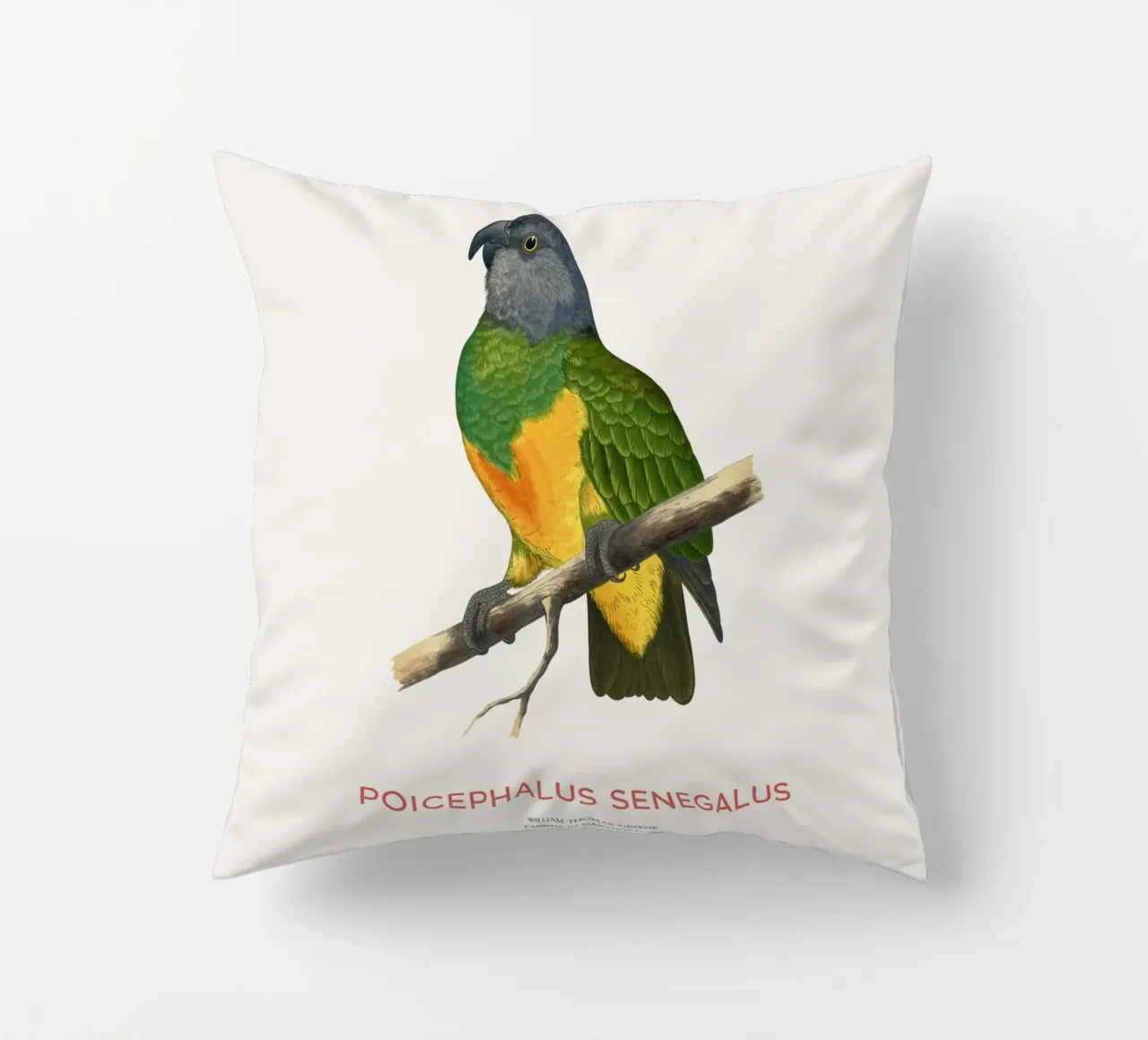 Poicephalus senegalus o pappagallo del Senegal cuscino da Vintagrafica